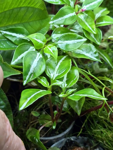 Sonerila spec borneo - borneo, white